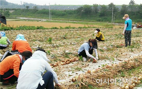 함평군 공직자들 바쁜 농사철 일손돕기 팔 걷어