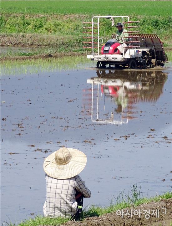 전남지역 모내기 74% 등 현장 영농 순조