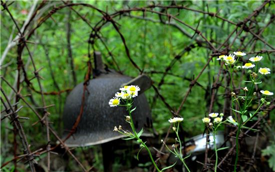 [여행만리]철책선·지뢰밭…상흔이 지켜준 원시자연
