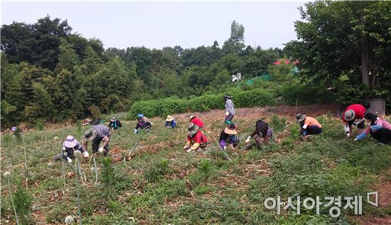 함평교육지원청,‘농번기’농촌일손 돕기 나서 