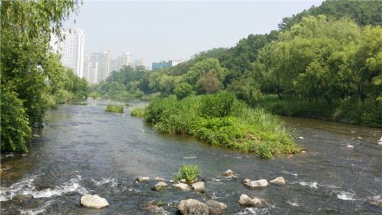 성남 젖줄 '탄천' 5년새 수질개선 "눈에 띄~네"