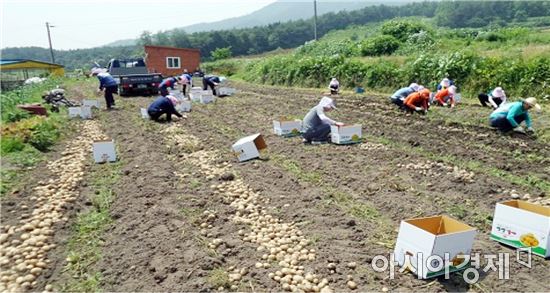 장흥군, ‘고양이 손도 빌린다’ 영농철 농촌일손돕기 ‘구슬땀’