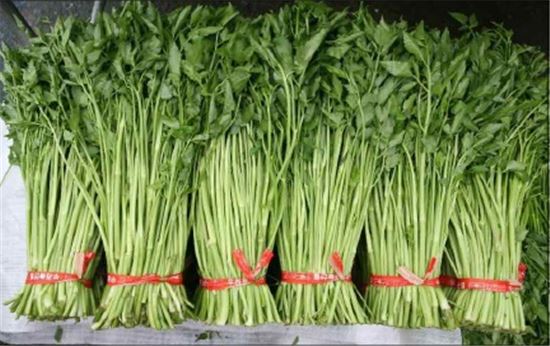 [제철농산물 밀착포커스]8000원 육박하던 미나리 값, 4000원으로 '↓'