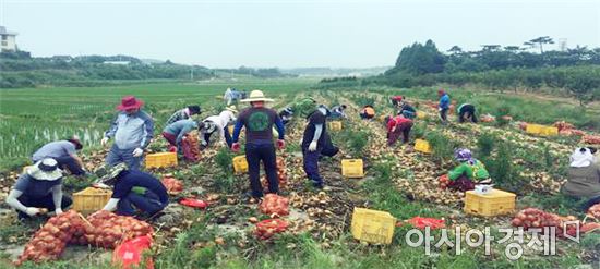 영암군 신북면 농번기 인력난 농가 어려움 해소