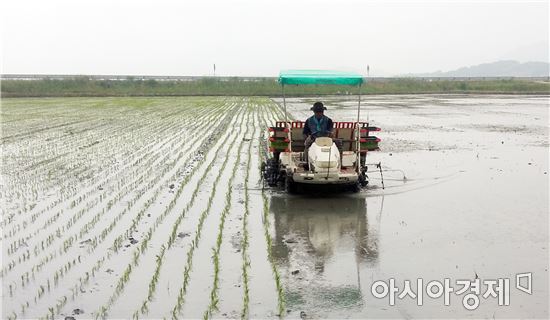 해남군 '뜬섬’108ha 친환경 쌀 재배 본격 시작