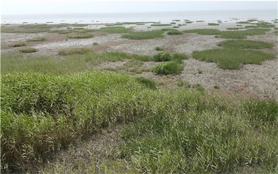 갯줄풀·영국갯끈풀 유해해양생물 지정