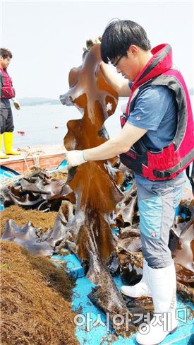청정바다 완도다시마 재도약한다