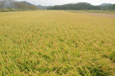 내년 쌀 52만t 사료용 처분…올해보다 5배 ↑