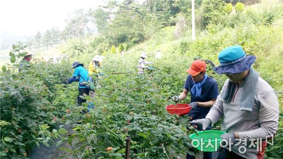 순창군, ‘바쁘다 바뻐’농번기 일손 돕기 총력