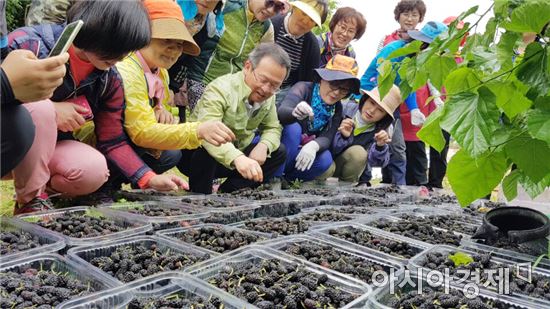 [포토]전남도청 대변인실 직원,오디수확 일손돕기 봉사