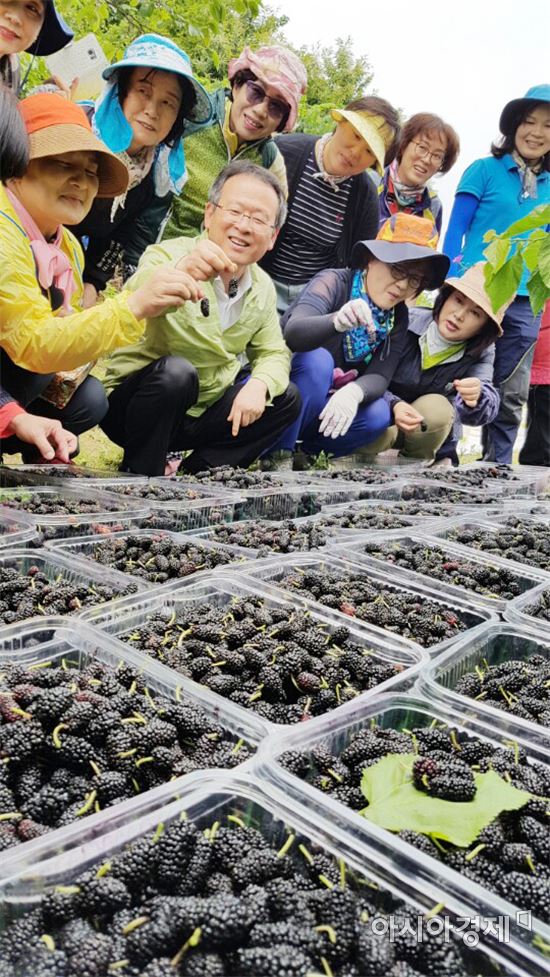 [포토]전남도청 대변인실 직원,오디수확 일손돕기 봉사