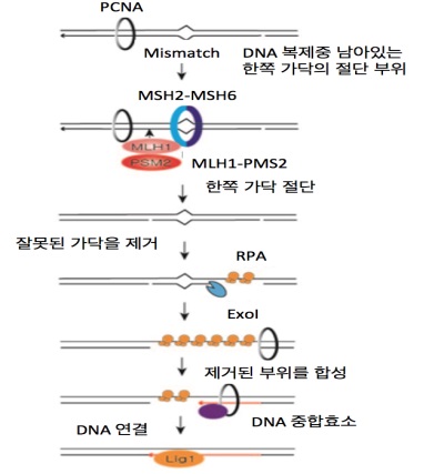▲틀린 짝 복구 메커니즘(DNA Mismatch Repair).[사진제공=IBS]
