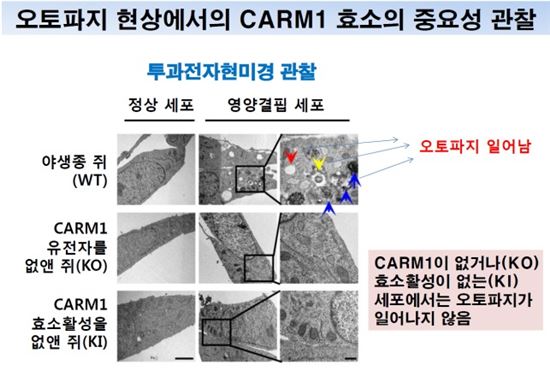 ▲오토파지 현상에서 CARM1 효소의 중요성을 규명했다.[사진제공=미래부]
