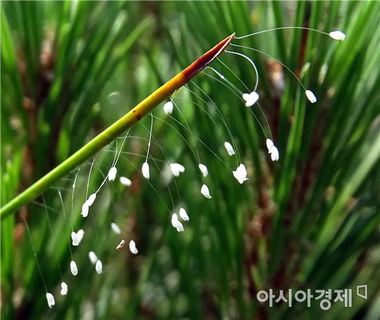 [포토]3000년 만에 한번 핀다는 '우담바라' 화제