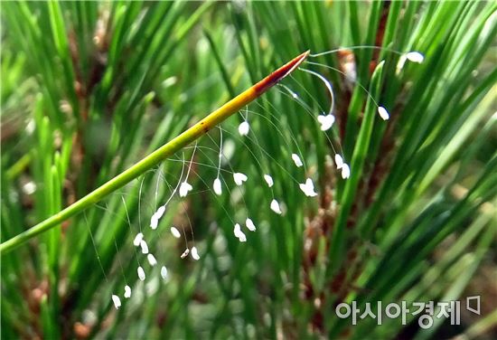[포토]소나무에 핀 전설의 꽃  ‘우담바라“