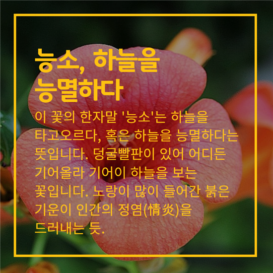 [카드뉴스]덕혜옹주를 닮은 꽃, 능소화