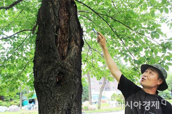 우종영 나무의사가 수목진료 과정과 방법을 소개하고 있다. 사진=아시아경제 DB