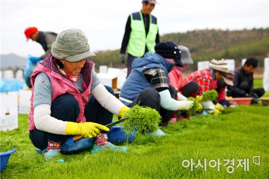 예락마을 특산품 세발나물 수확