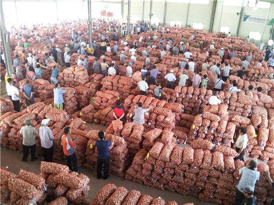농협 마늘가격 안정 계약재배물량 공급