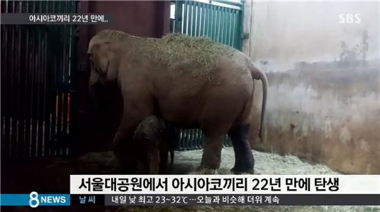 서울대공원 코끼리 번식 성공…1994년 이후 22년 만