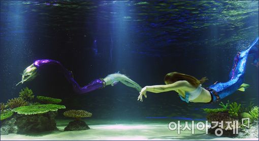 [포토]한화 아쿠아플라넷, 리뉴얼 오픈 기념 유영