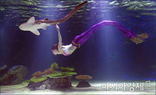 [포토]인어공주와 상어의 수영대결