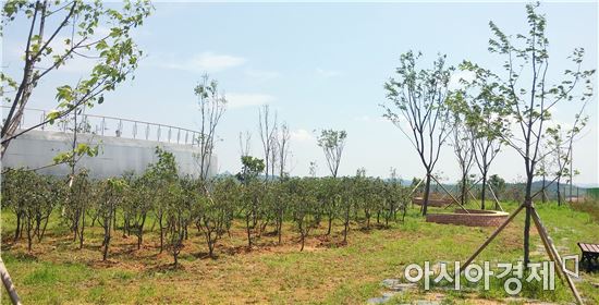 함평군 동함평산단 푸른숲 조성