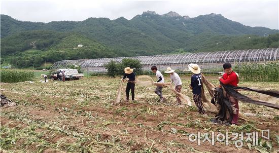 보성군 득량면, 부산대 학생들 농촌봉사활동 펼쳐