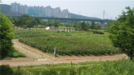 용인 '기흥호수공원'에 야생화단지 조성