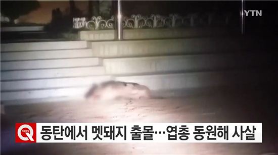 동탄신도시 멧돼지 출몰 / 사진=YTN뉴스화면 캡처