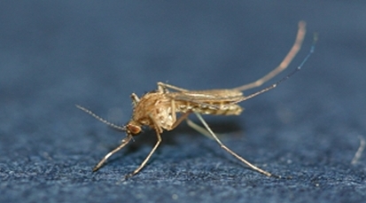 일본 뇌염, 모기 활발한 10월 하순까지 조심해야…예방법은?