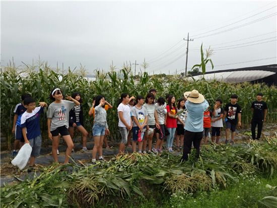 성남시 농업기술센터가 시민농원을 조성해 옥수수 수확체험행사를 진행하고 있다. 