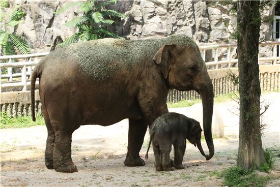 아기코끼리가 엄마코끼리와 코뽀뽀를 하고 있다.