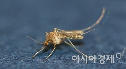 일본뇌염 주의보 발령…만 12세 아동은 예방접종 권고