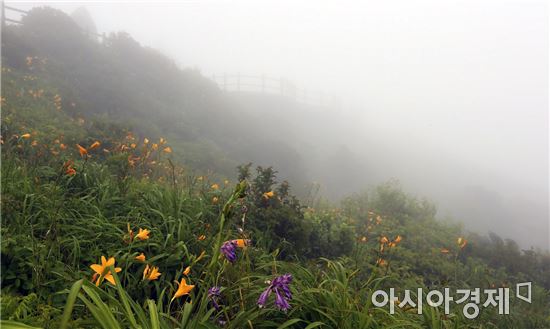 [포토]구례 천상화원 노고단, 야생화 만발