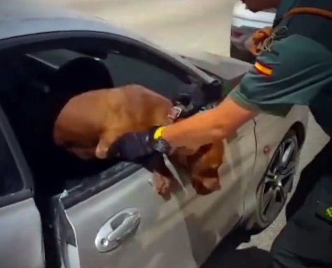 목줄 찬 반려동물을 차 안에? 당신의 ‘잠깐은 괜찮겠지’라는 생각에…