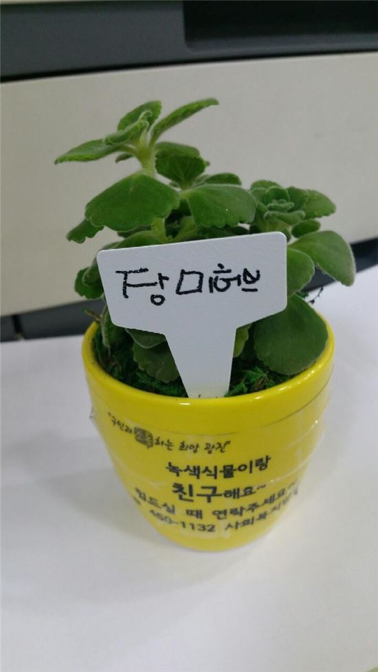 "할머니 반려식물 키워보세요"