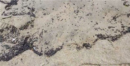 부산 가스냄새 이어 이번엔 ‘개미떼’ 출현…혹시 지진 전조?