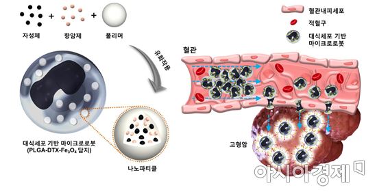 전남대 박석호 교수 연구팀,세계 최초 암치료용 마이크로로봇 개발