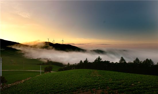 [여행만리]女心 흔드는 노란 일편단심