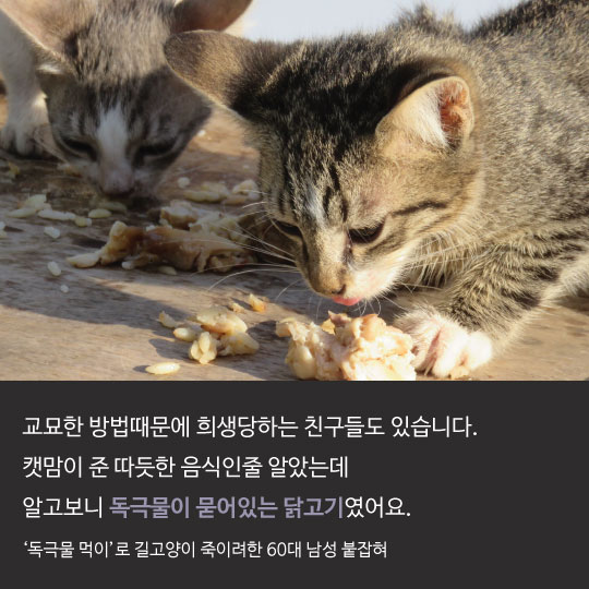 [카드뉴스]"사람이 제일 겁냐옹" 버려진 고양이의 외침