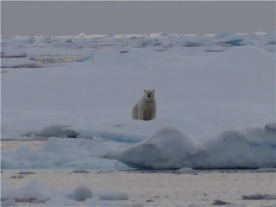 ▲아주 어렵게 북극곰을 만났다. 거대한 해빙 위에 홀로 앉아 지나가는 우리를 반겼다.