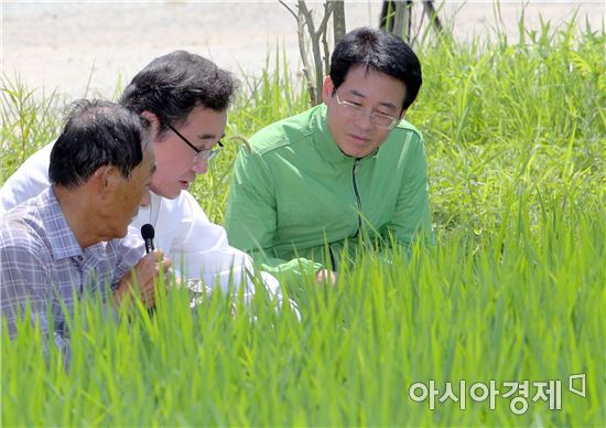 이낙연 전남도지사, 전국 최대 유기농 벼 재배단지 살펴