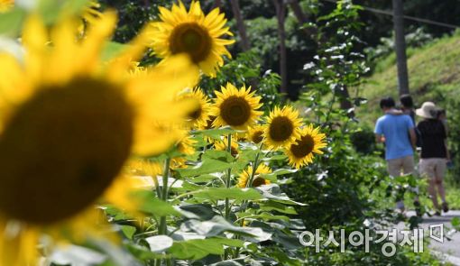 [포토]해바라기 산책 