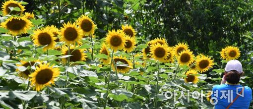 [포토]키다리 해바라기 