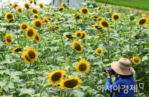 [포토]아름다운 해바라기 