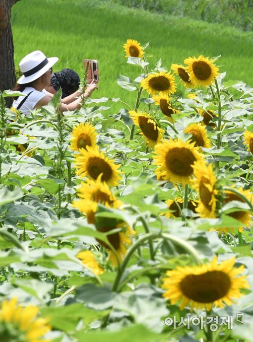 [포토]여기도 활짝, 저기도 활짝 