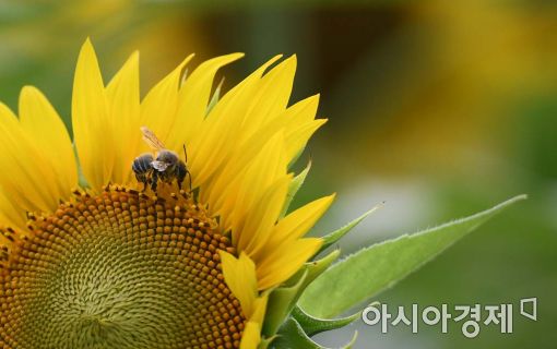 [포토]'해바라기와 꿀벌' 
