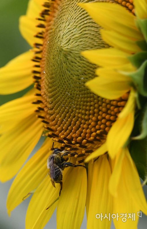 [포토]해바라기와 꿀벌 