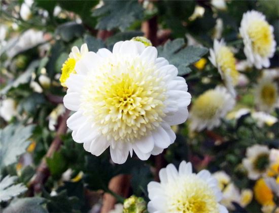 함평군 분재용 국화 6개 신품종 품종보호권 획득